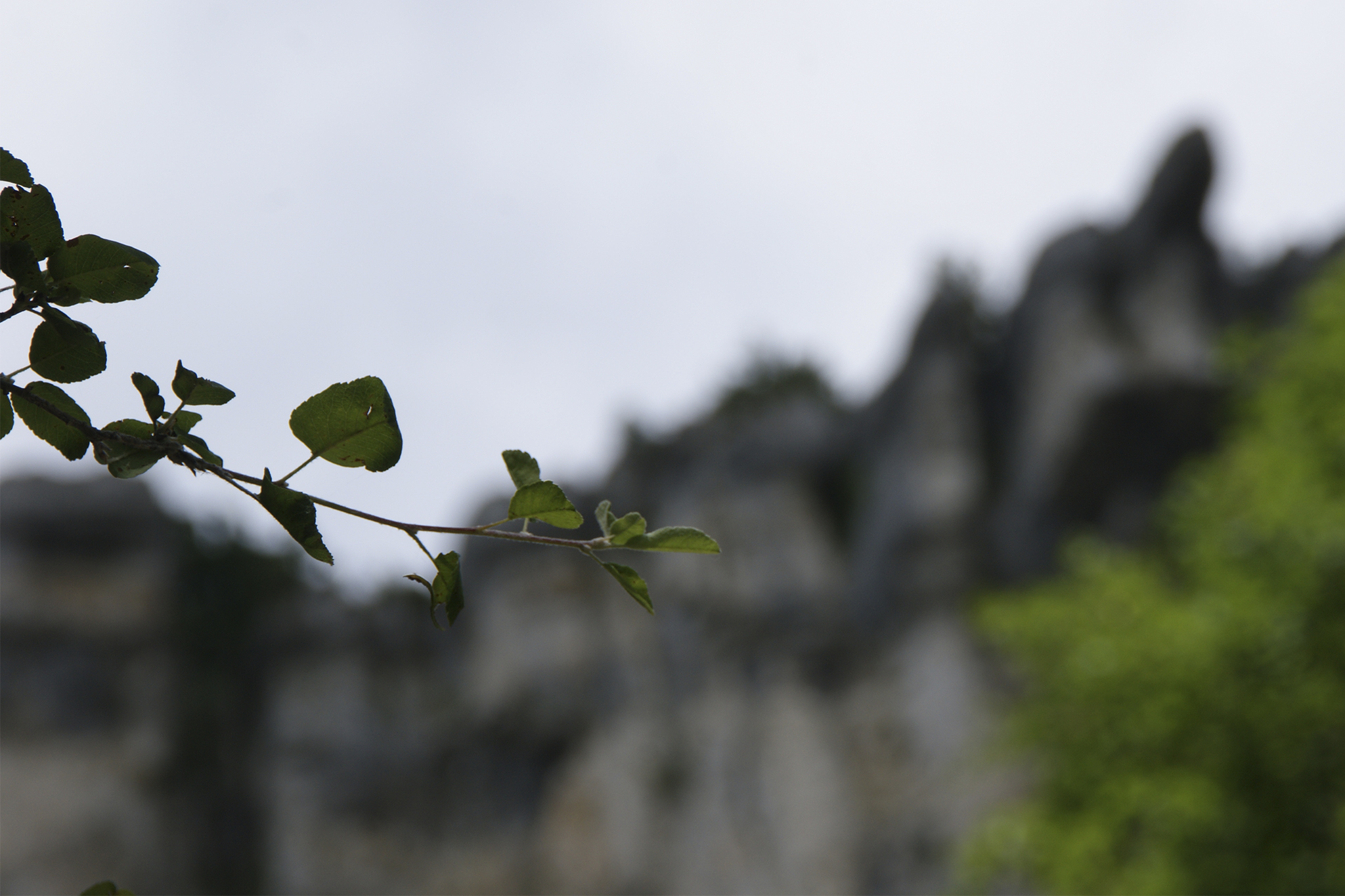 Campos Peluqueros Fondo
